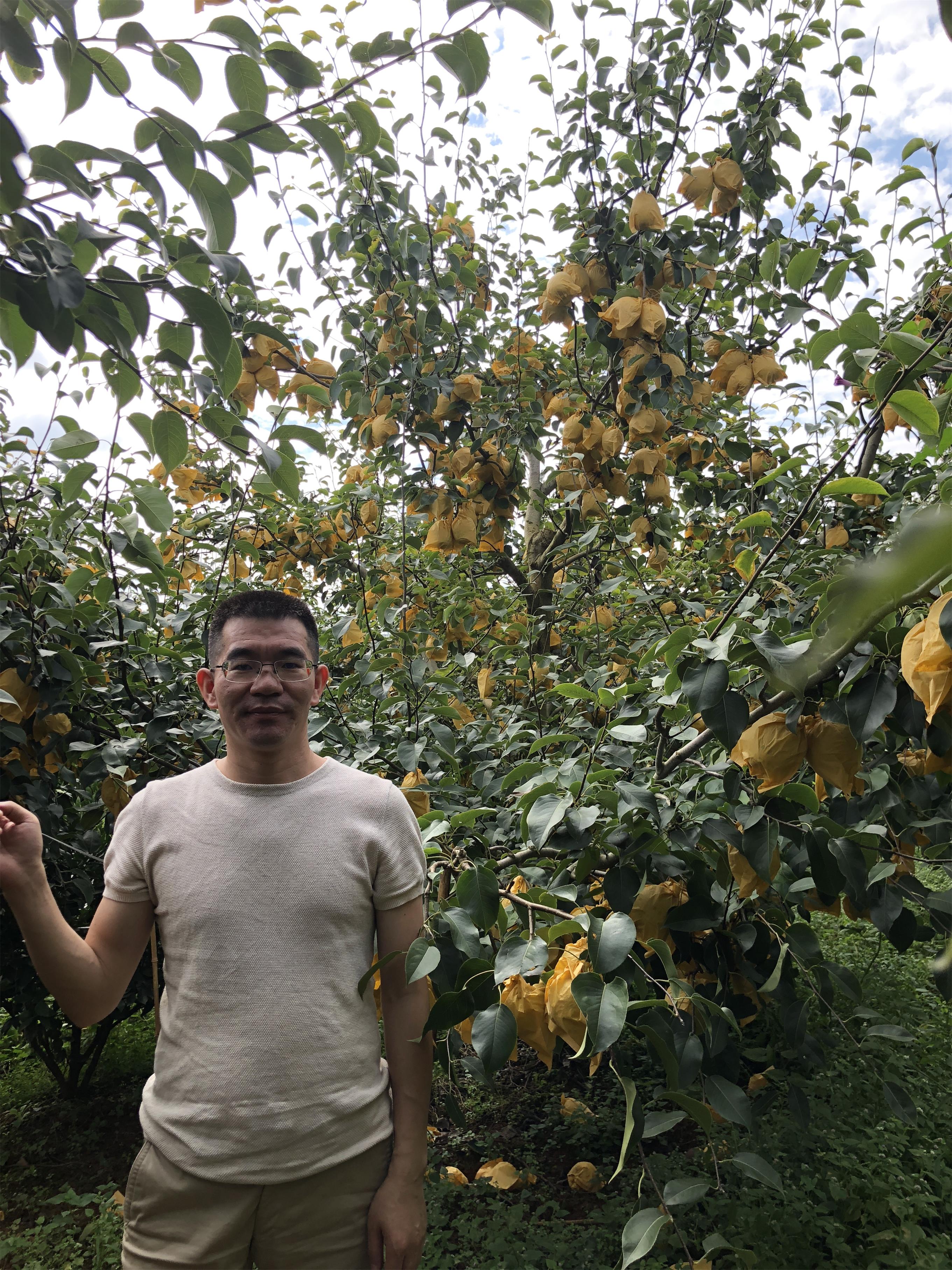 2018-09-15泸西摘梨活动（李兴辉个人）.jpg